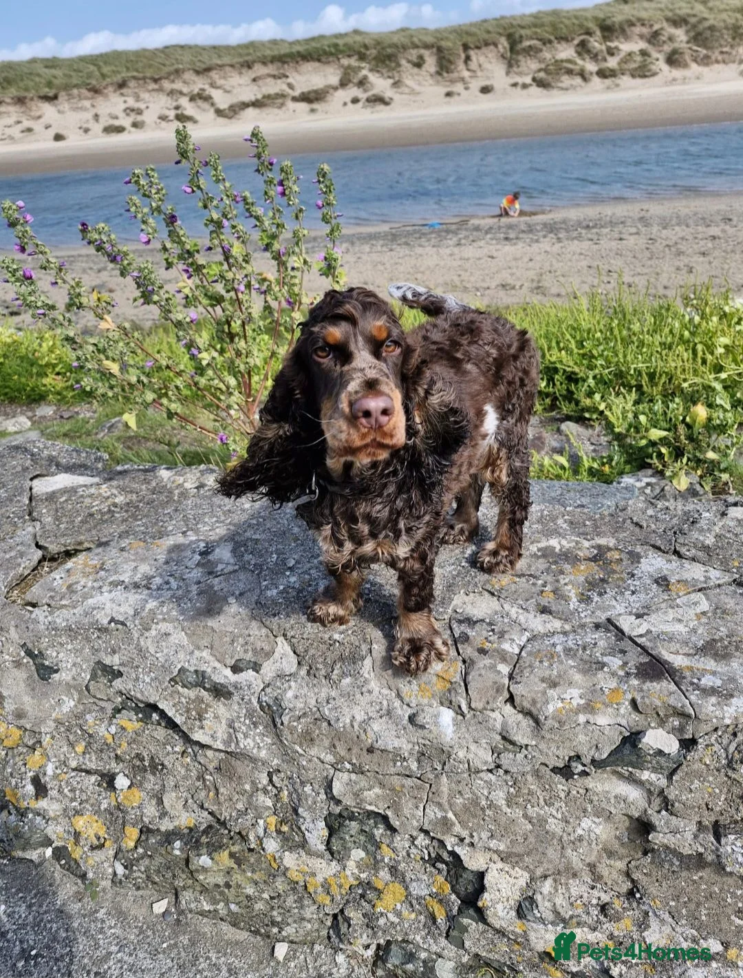 Cocker Spaniel dogs for sale: Show Type Chocolate Roan & tan female. 2 year old. - Advert 1
