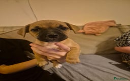 Jug dogs for sale: Jack russel x pug - Advert 4