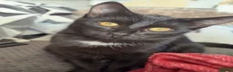 Mixed Breed cats for sale: Two black kittens ready for new home - Advert 1
