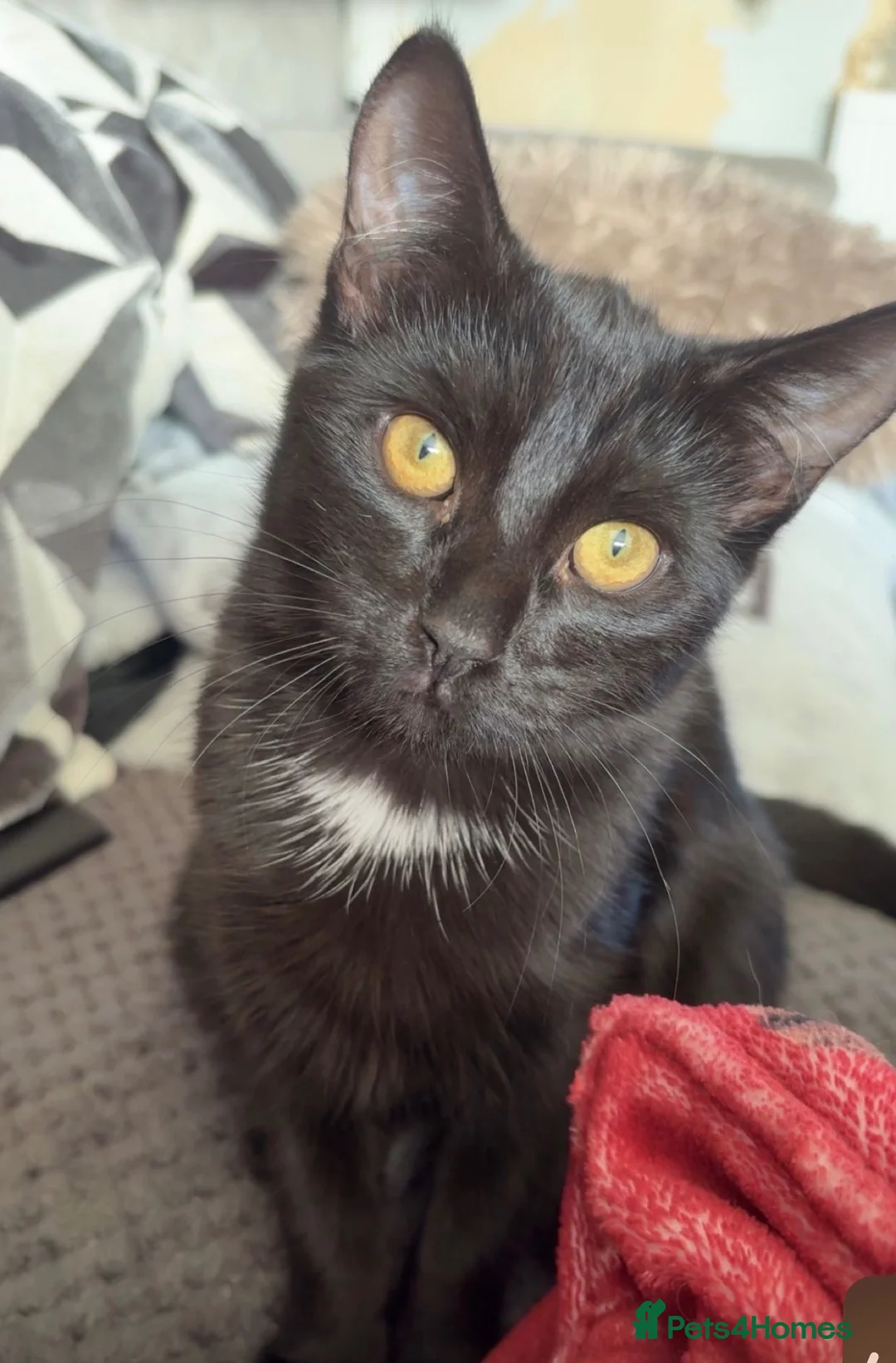 Mixed Breed cats for sale: Two black kittens ready for new home - Advert 1