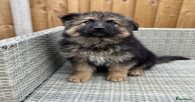 German Shepherd dogs - Advert 1