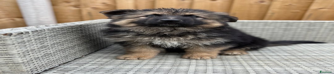 German Shepherd Puppy 2