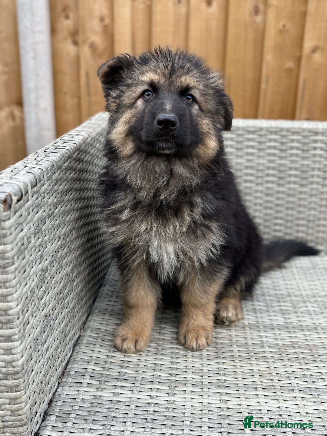German Shepherd dogs for sale: BIG, CHUNKY German Shepherds! - Image 2