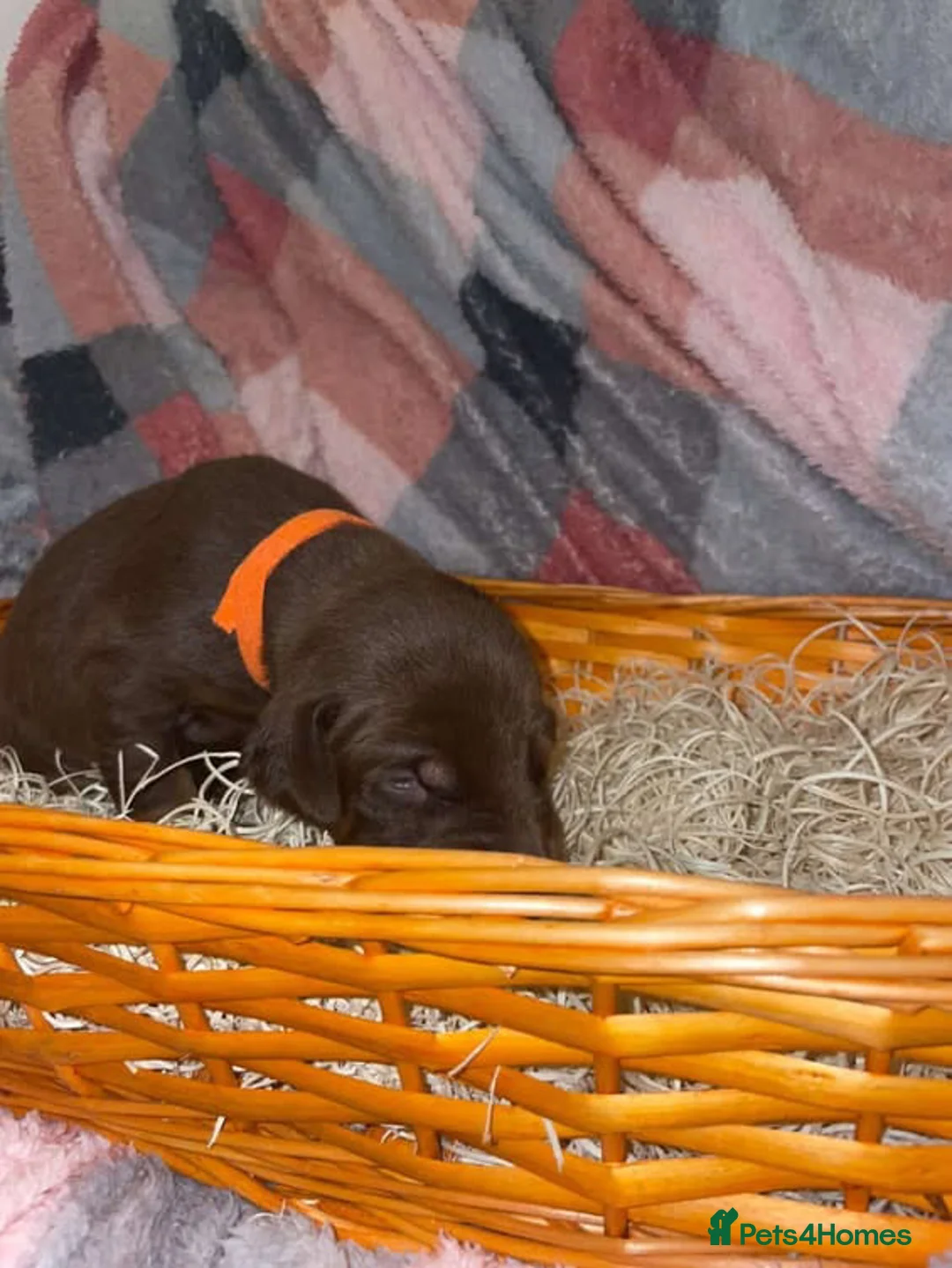 Dobermann dogs for sale: Gorgeous Doberman litter in Stoke-on-Trent - Advert 23