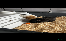 Guinea Pig rodents for sale: 4 male guinea pigs  - Image 1