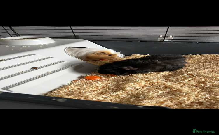 Guinea Pig rodents - Advert 1