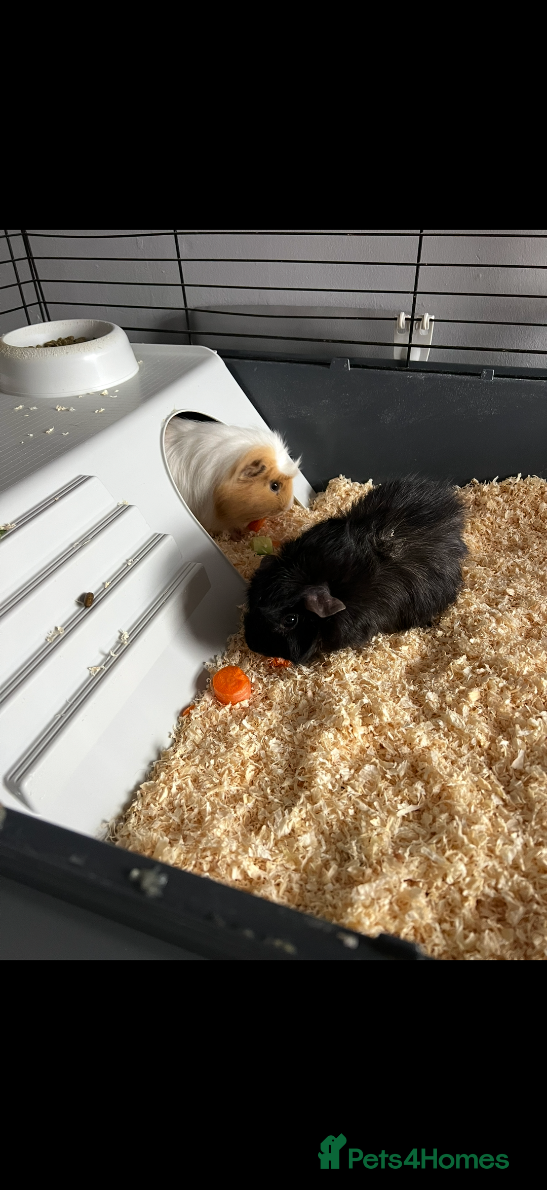 Guinea Pig rodents for sale: 4 male guinea pigs  - Image 1