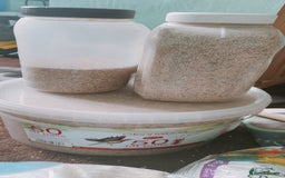 Budgerigars birds for sale: Budgies  - Image 12