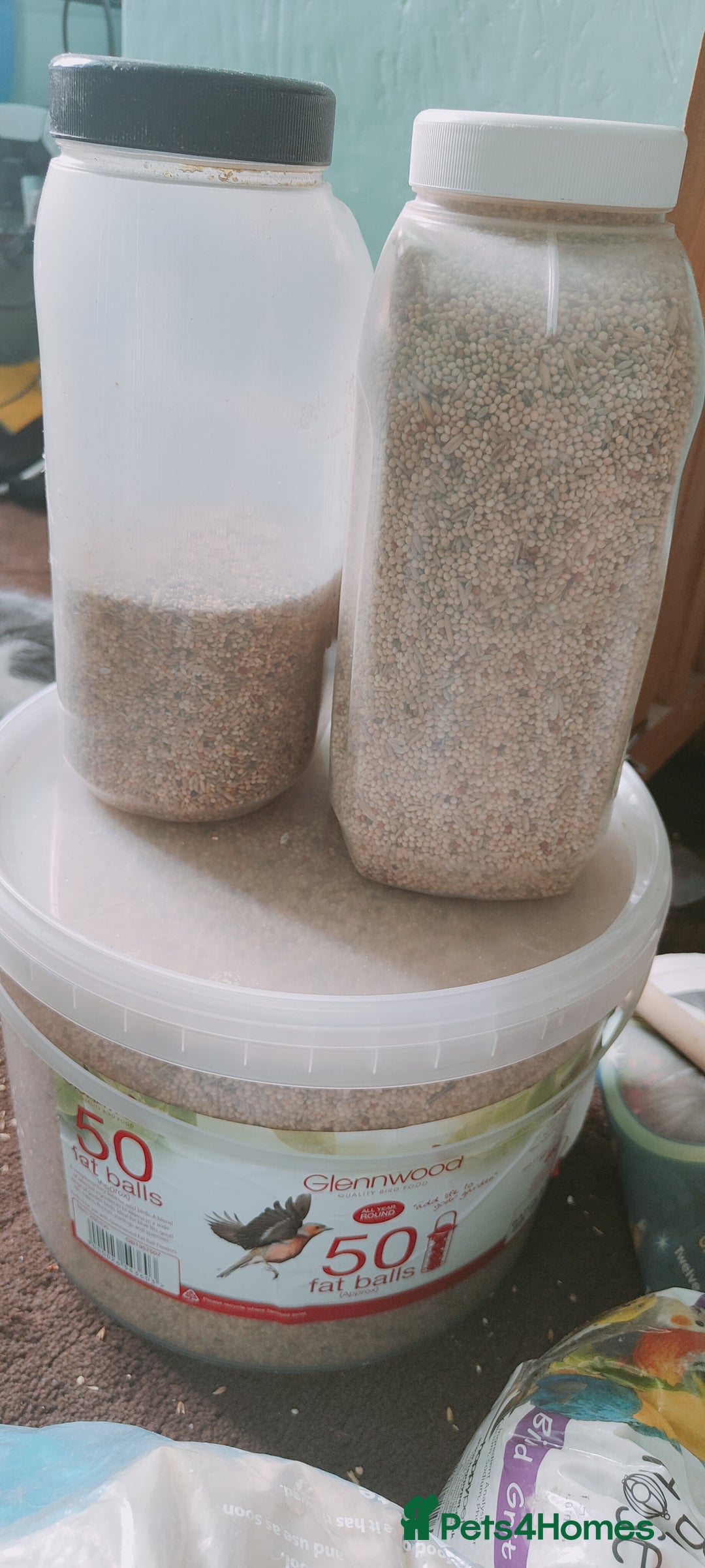 Budgerigars birds for sale: Budgies  - Image 12