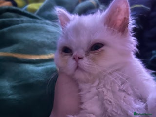 Persian cats Beautiful Persian kittens - Advert 1