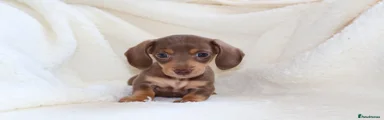 Miniature Dachshund 4