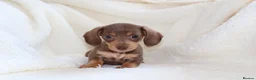 Miniature Dachshund dogs for sale: Miniature Dachshund  - Advert 4