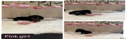 Miniature Dachshund dogs for sale: Beautiful tiny babies ready now - Advert 4