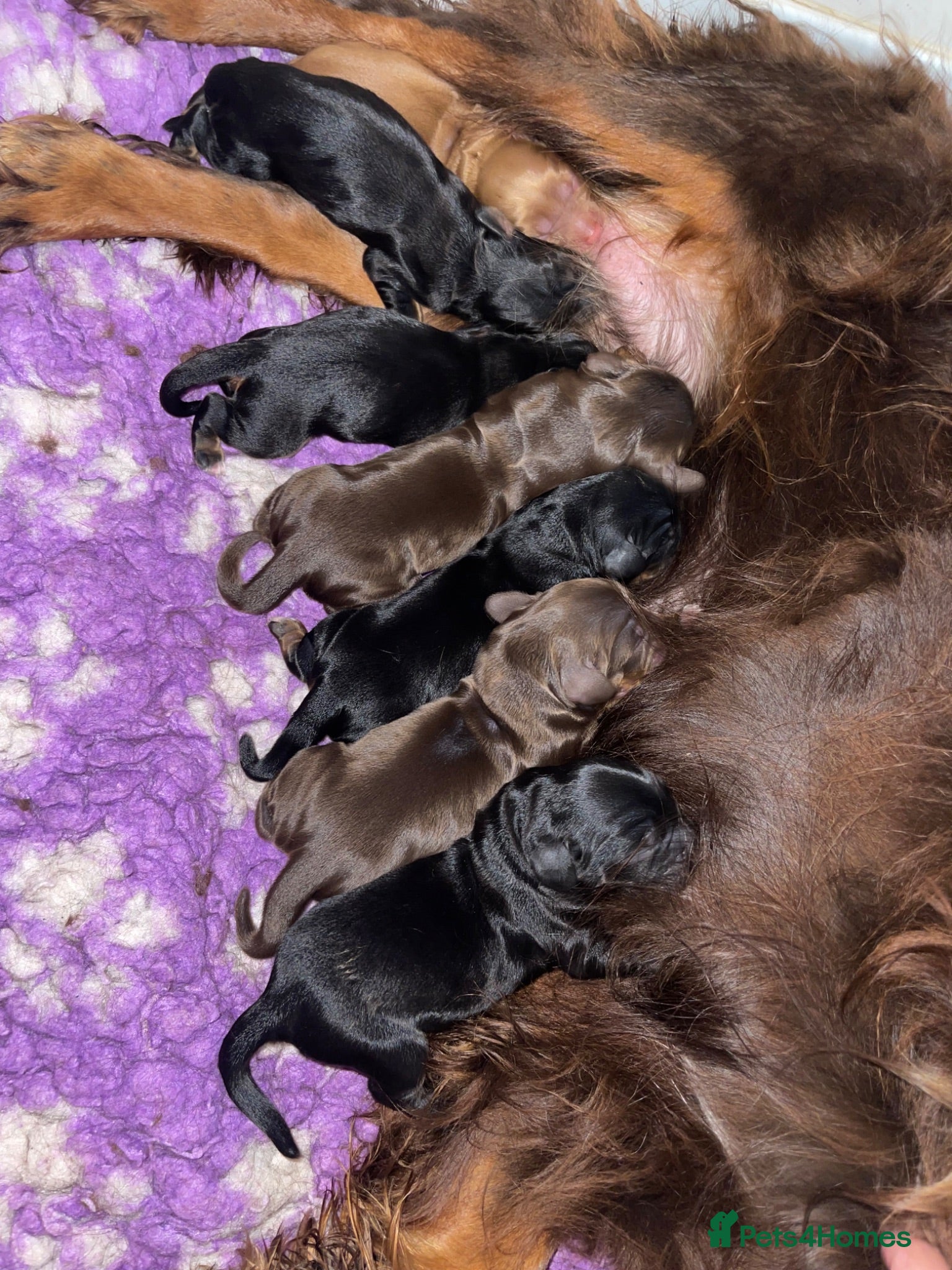 Cocker Spaniel dogs Beautiful working cocker spaniel puppies - Advert 18