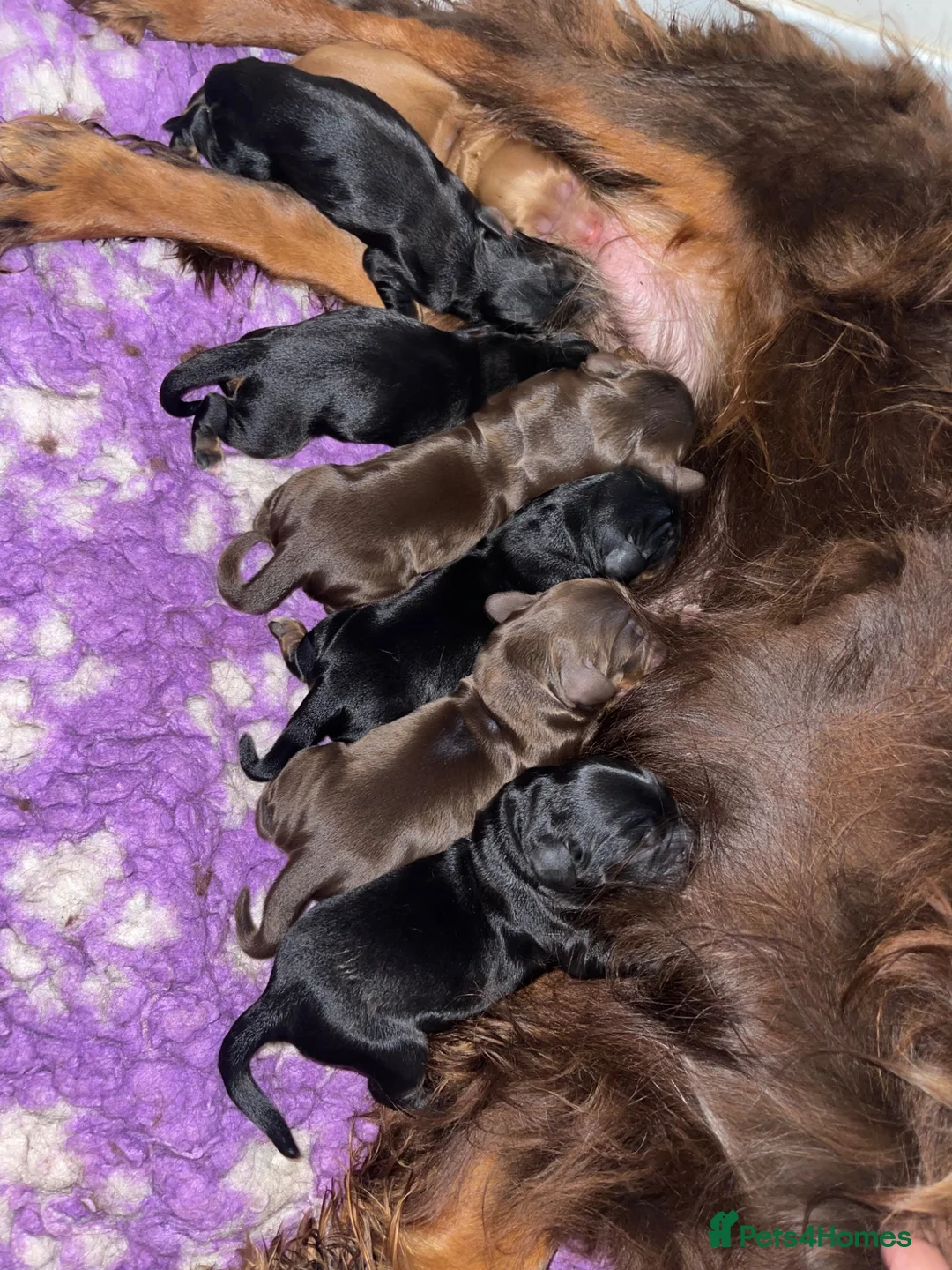 Cocker Spaniel dogs for sale: Beautiful working cocker spaniel puppies in Pontypool - Advert 1