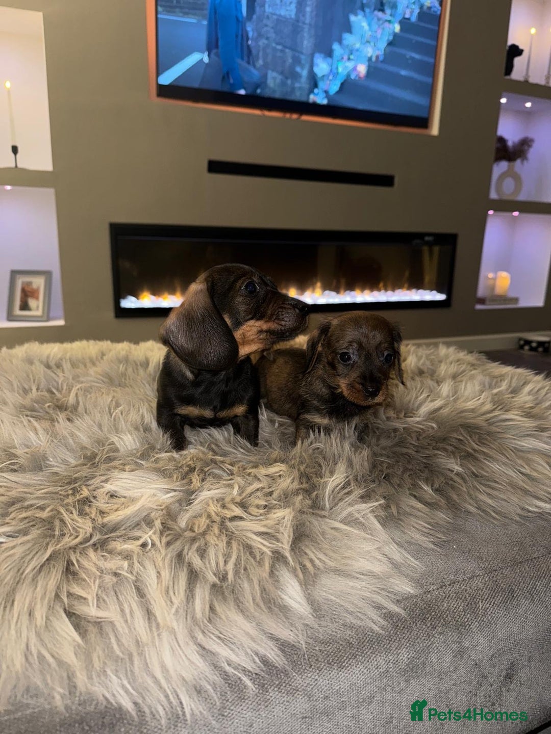 Dachshund dogs for sale: 2 beautiful wirehair dachshund (teckel) pups left - Image 8