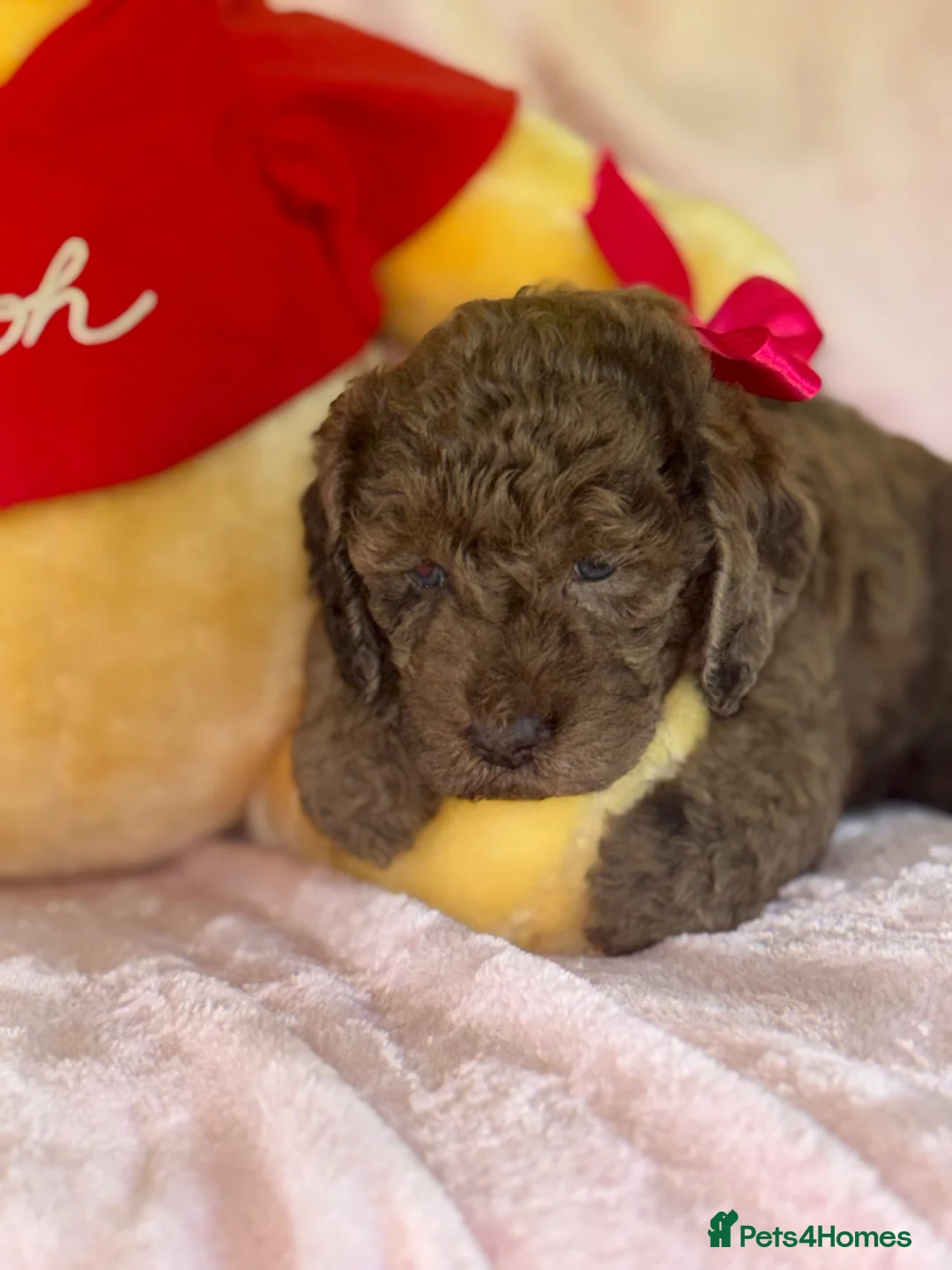 Australian Labradoodle dogs for sale: Australian labradoodles  - Advert 1