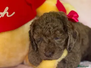 Australian Labradoodle dogs for sale: Australian labradoodles - Advert 1