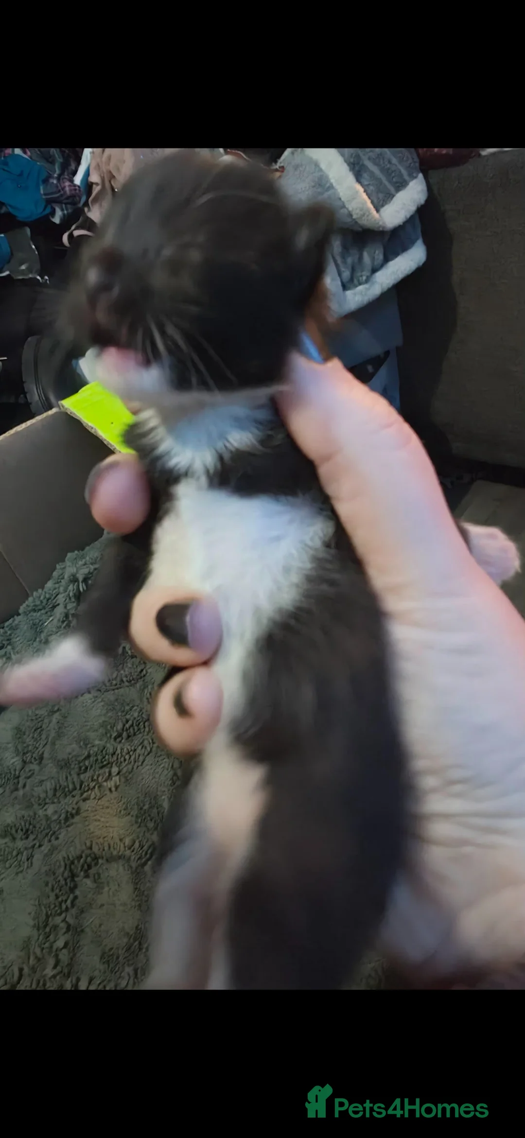 Mixed Breed cats for sale: 2 beautiful male kittens  - Advert 5