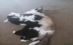 Ragdoll cats for sale: CUTE SOLID RAGDOLL KITTENS  - Image 14