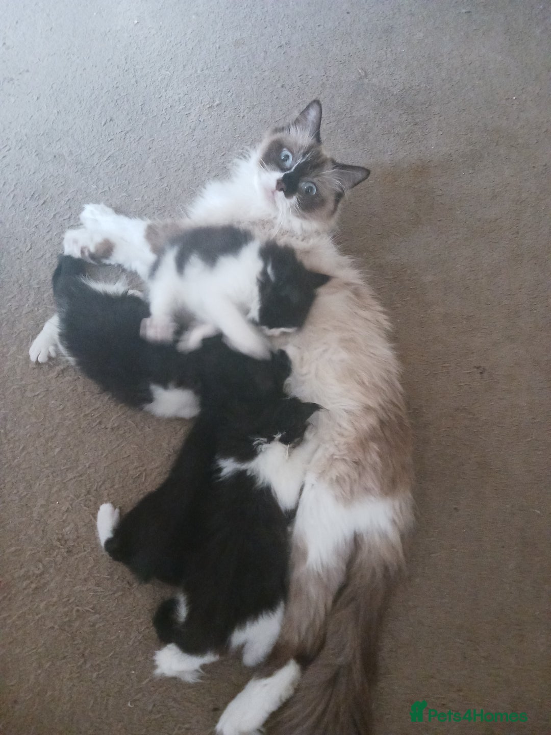 Ragdoll cats for sale: CUTE SOLID RAGDOLL KITTENS  - Image 14