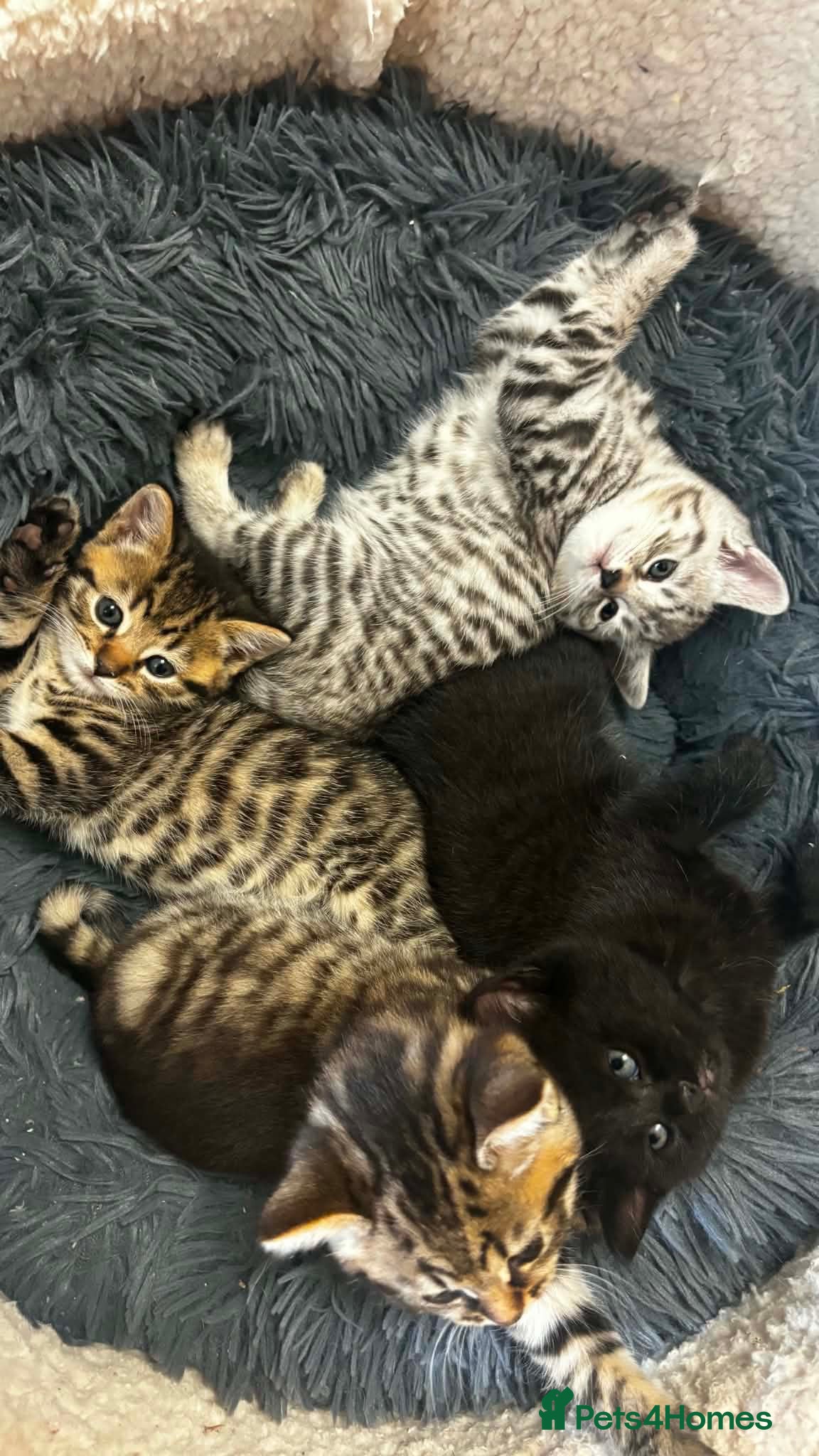 British Shorthair cats 4 kittens - Advert 3