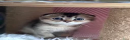Scottish Fold cats for sale: 💎 Stunning TICA Reg. Scottish Fold Kittens 🐾 - Advert 9