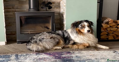 Australian Shepherd dogs - Advert 9