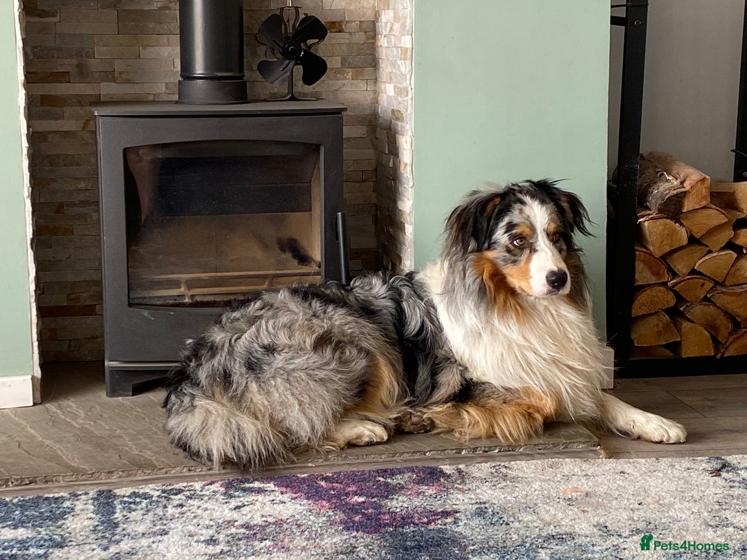 Australian Shepherd dogs for sale: Miss Julie Duckworth - Image 5