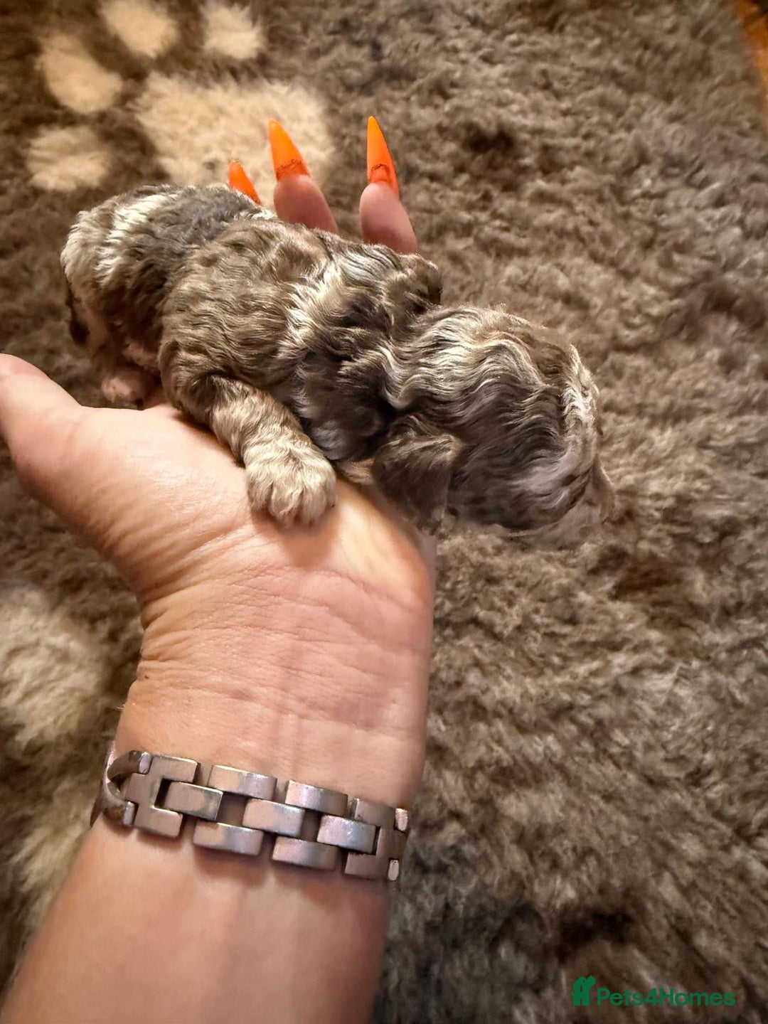 Toy Poodle dogs for sale: Pedigree Toy Poodle puppies, DNA tested parents - Image 2