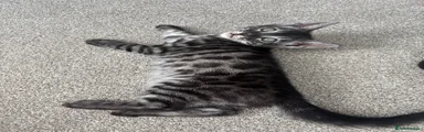 Charcoal Rosetted Male (orange)