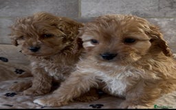Cockapoo dogs for sale: 🐶 Gorgeous F1 Cockapoo Puppies –  Vet Checked  - Image 9
