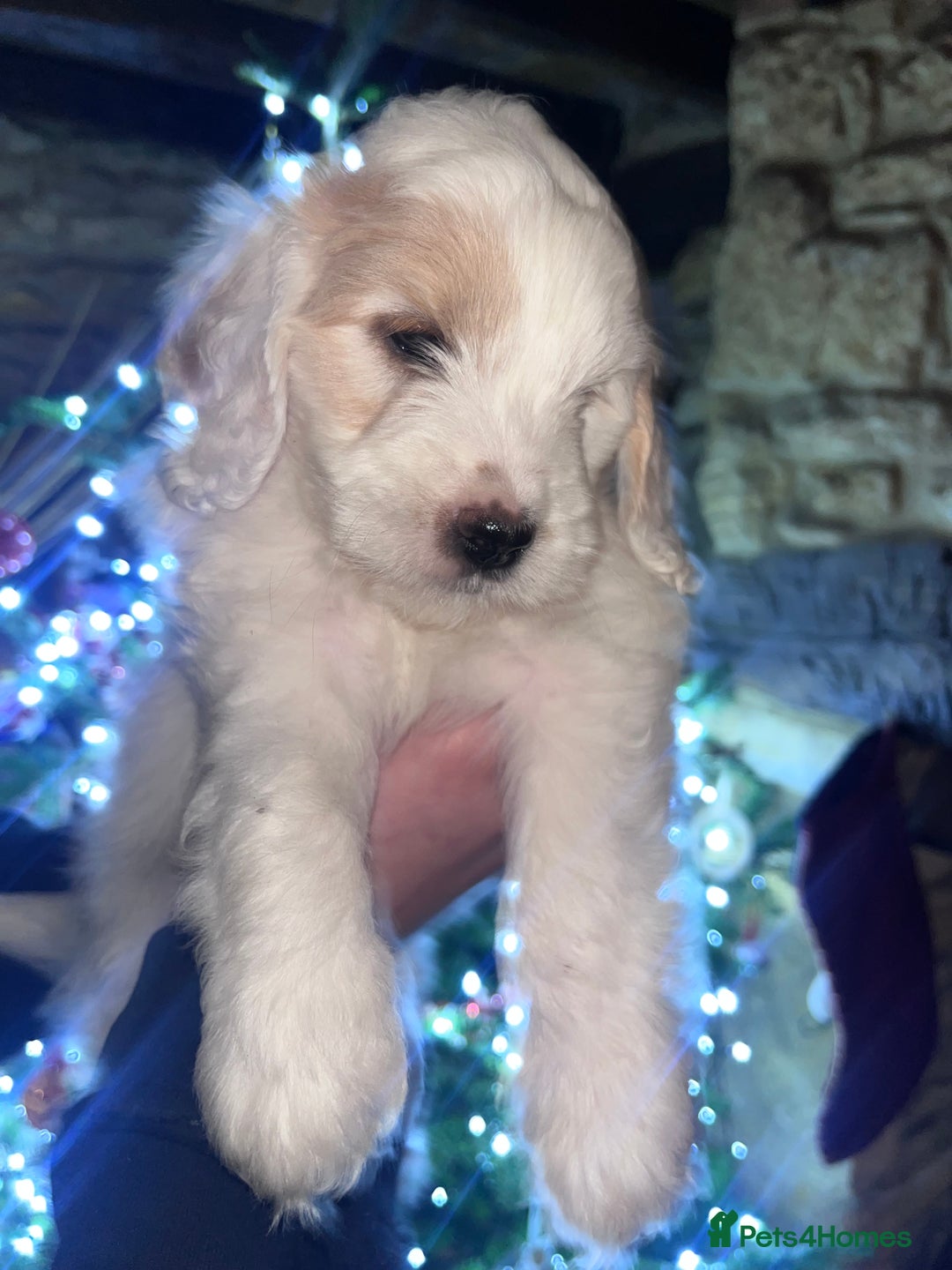 Australian Labradoodle dogs for sale: Gorgeous Australian Labradoodle Puppies  - Advert 4