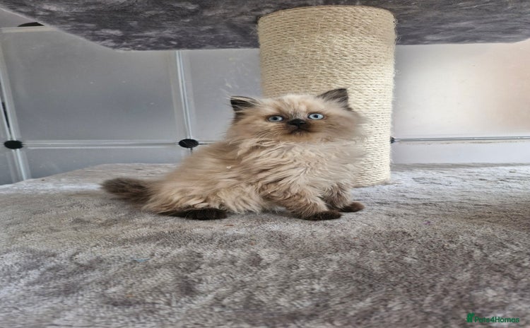 British Shorthair cats - Advert 8