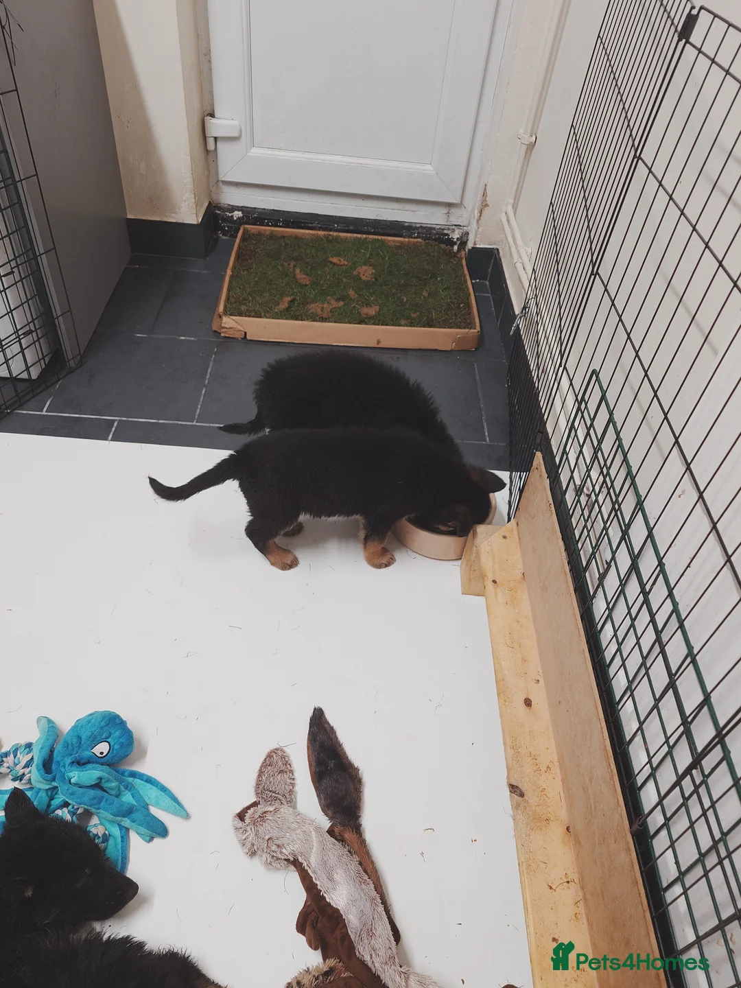 Shepsky dogs for sale: German Shepherd pups - Advert 2