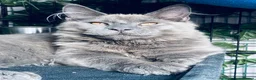 Maine Coon cats for sale: 💙*🦁*BLUE MAINE COON*💎*KITTENS*🦁*💙 - Advert 21