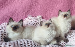 Ragdoll cats for sale: 💗Beautiful GCCF Registered Ragdoll Kittens. - Image 2