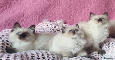 Ragdoll cats - Advert 5