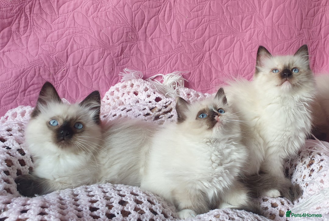 Ragdoll cats for sale: 💗Beautiful GCCF Registered Ragdoll Kittens. - Image 2