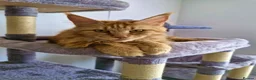 Maine Coon cats for sale: Red female Maine coon  - Advert 8