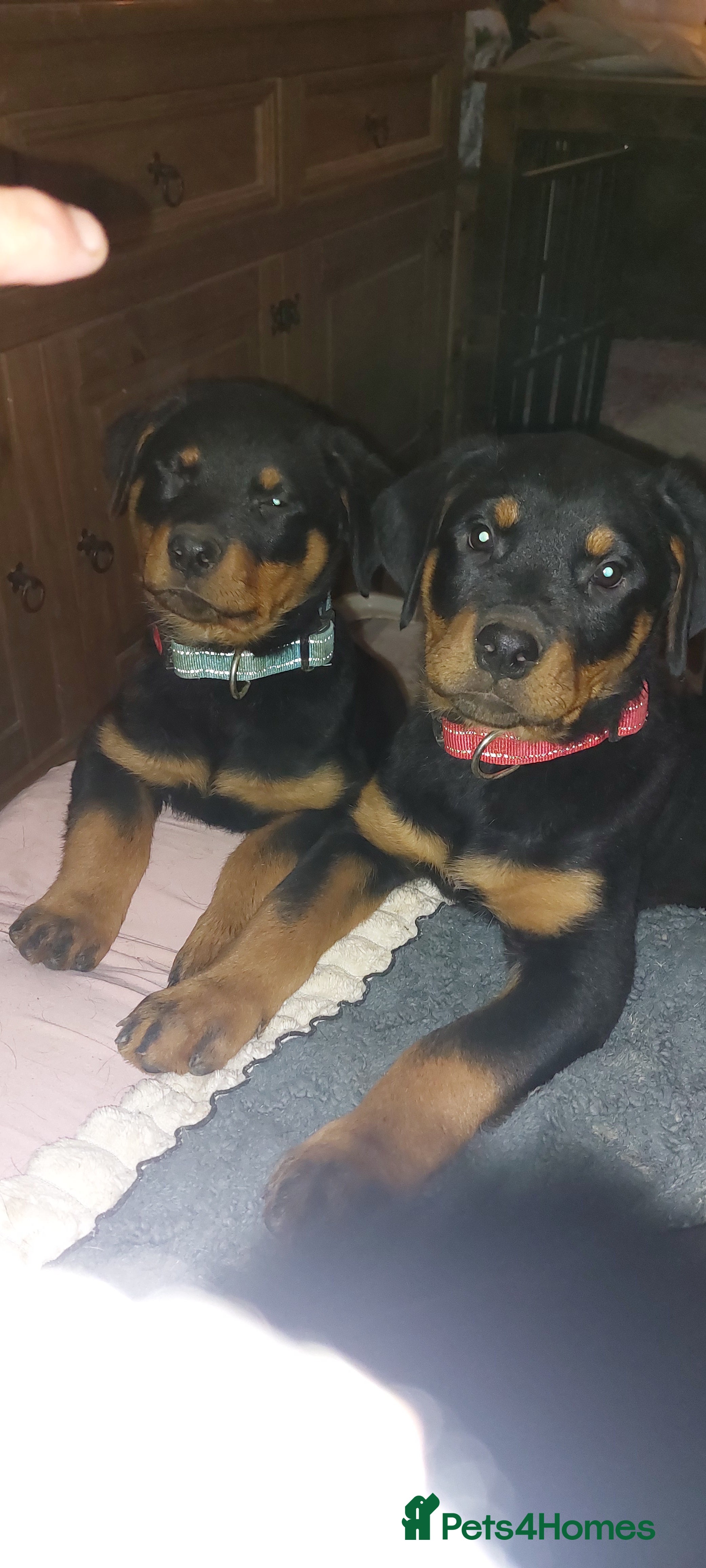 Rottweiler dogs Kc registered chunky pups - Advert 14