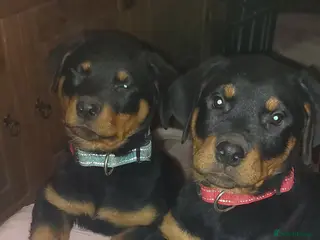 Rottweiler dogs Kc registered chunky pups - Advert 14