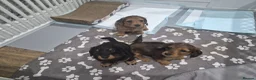 Miniature Dachshund dogs for sale: Dachshund puppy 1 girl available  - Advert 5