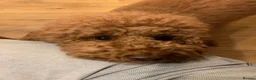 Labradoodle dogs for sale: Beautiful Red Labradoodle Puppies - Advert 6