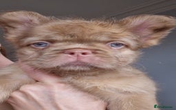French Bulldog dogs for sale: newshade choc tan  fully fluffy male - Image 1