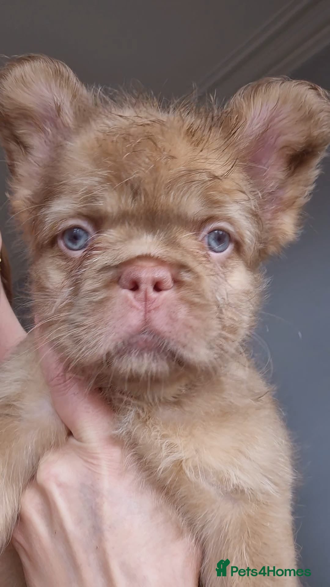 French Bulldog dogs for sale: newshade choc tan  fully fluffy male - Image 1