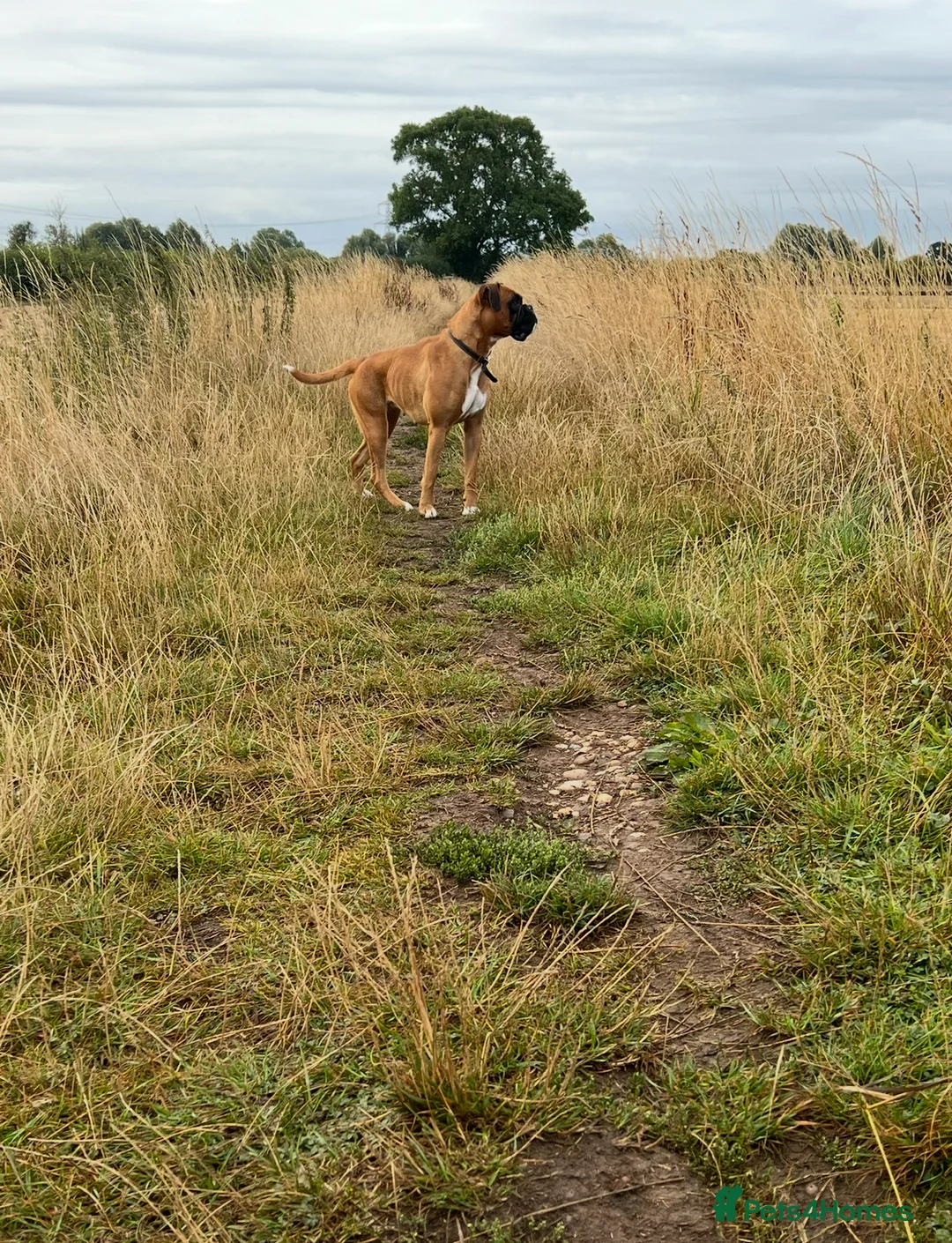 Boxer dogs for sale: 4 Boxer Puppies in Derby - Advert 3