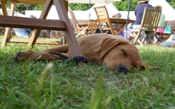 Labrador Retriever dogs for sale: Gorgeous Yellow & Fox Red Labrador Puppies KC REG - Image 9