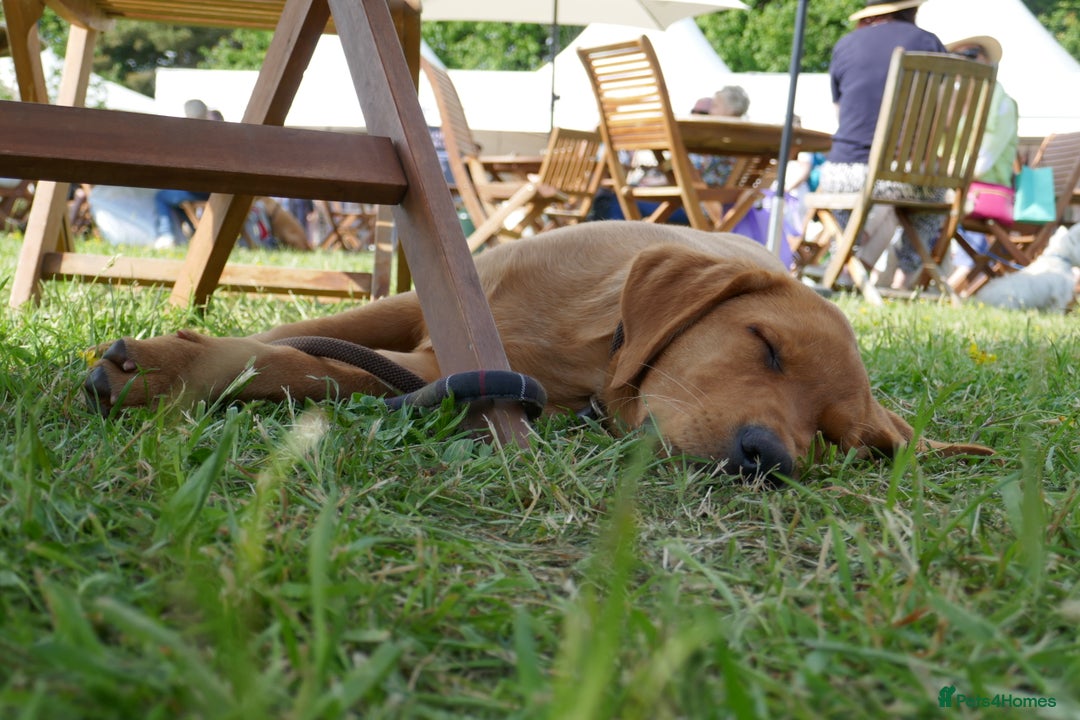 Labrador Retriever dogs for sale: Gorgeous Yellow & Fox Red Labrador Puppies KC REG - Image 9