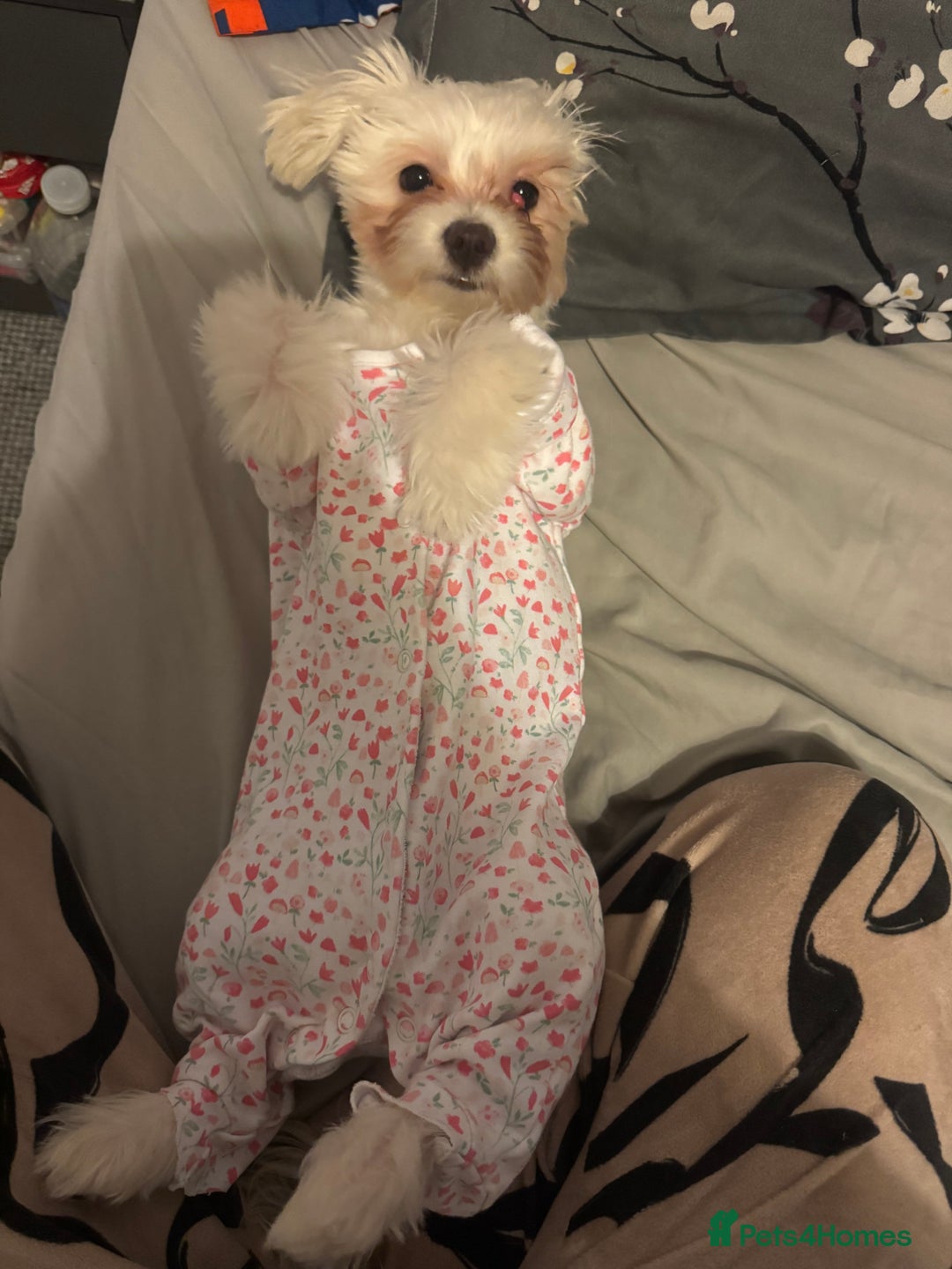 Bichon Frise dogs for sale: Sweet & Loving Bichon Frise Girl Looking for home  - Advert 12